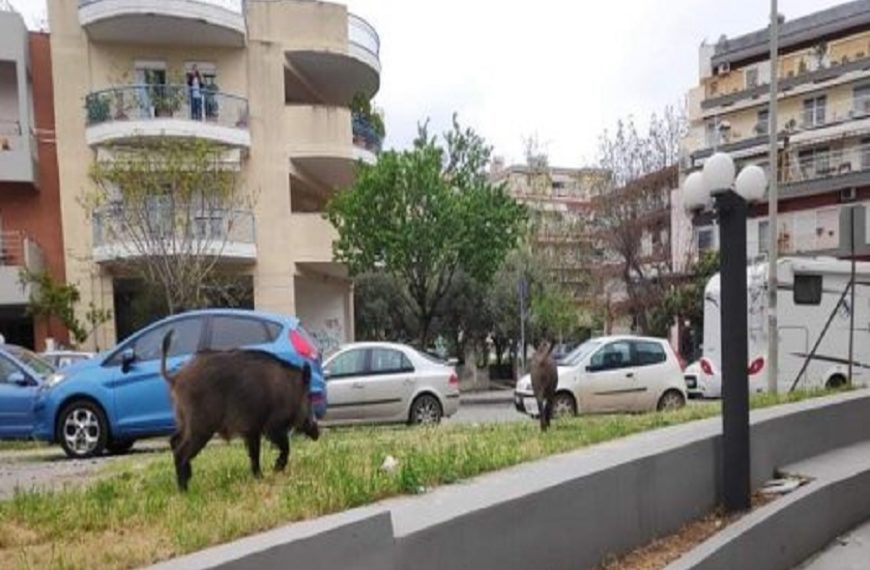 πηραν θαρρος τα αγριογουρουνα