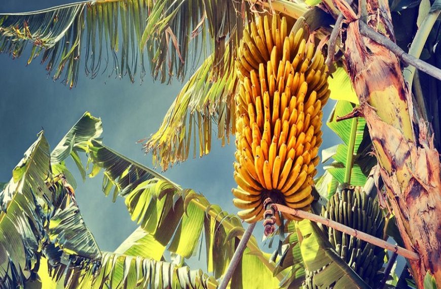 καταβαθα θρηνω